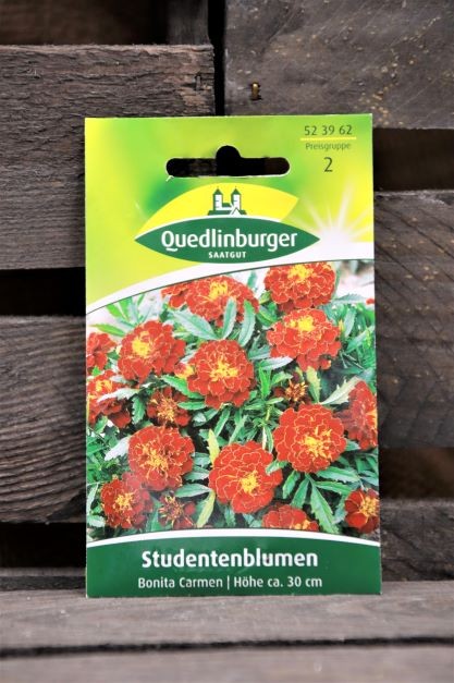 Studentenblumen-Bonita Carmen