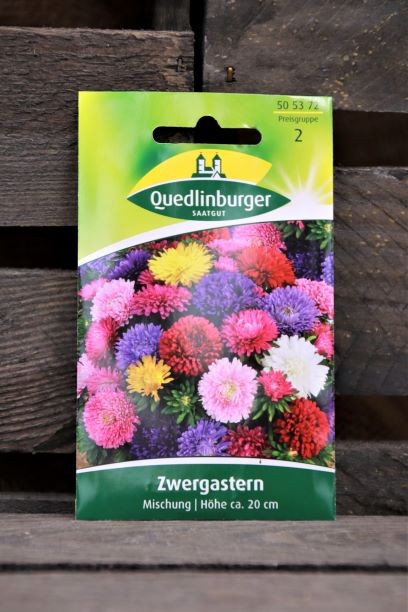 Zwergastern-Mischung