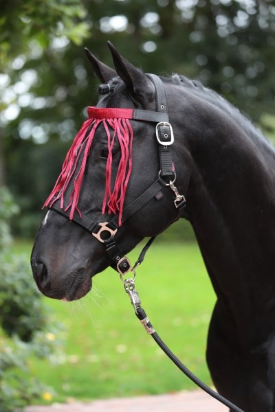 Fliegen Fransenband Cob