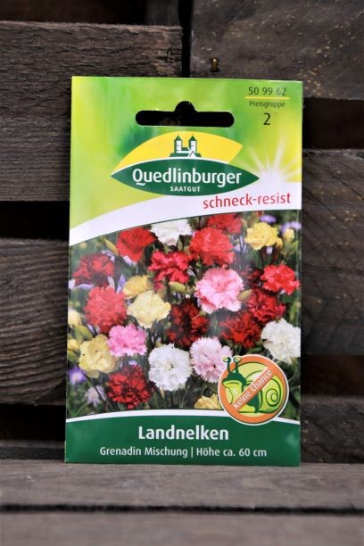 Landnelken-Grenadin Mischung