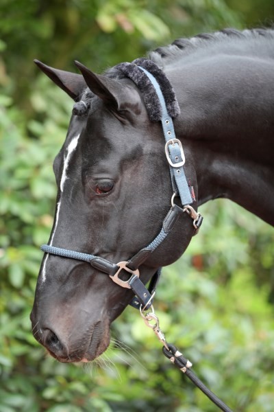 Halfter Cordano smoked blue Cob