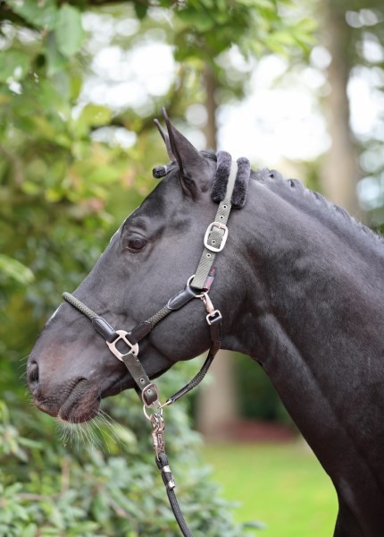 Halfter Cordano olive Full