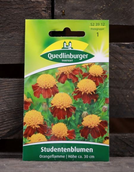 Studentenblumen-Orangeflamme