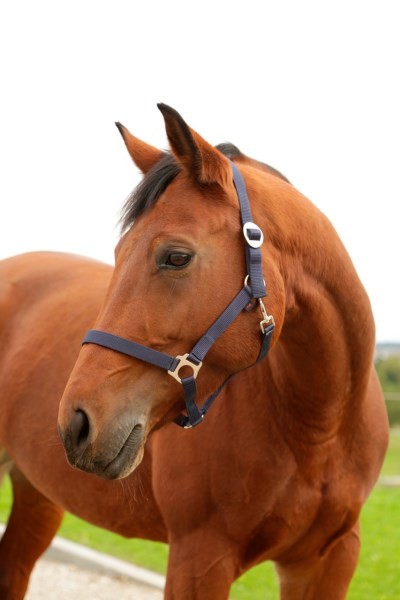 Halfter Hippo Marine Full