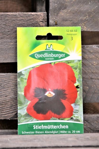 Stiefmütterchen-Schweizer Riesen