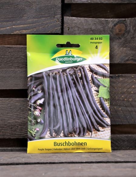 Buschbohnen Purple Teepee