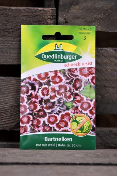 Bartnelken-Rot mit Weiß