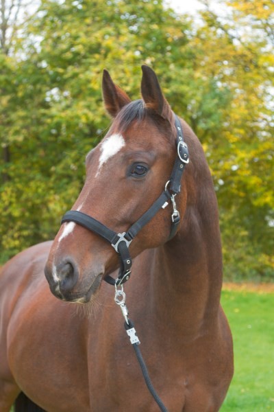Halfter Dexter schwarz Pony