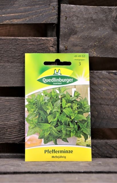 Pfefferminze-mehrjährig