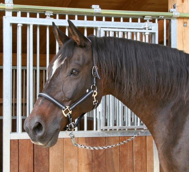 Halfter MUSTANG Schwarz/Silber Pony