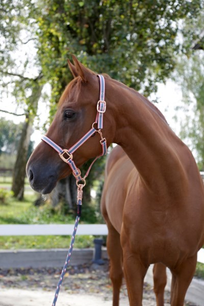 Halfter Cora Full Grau/Rose/Weiß